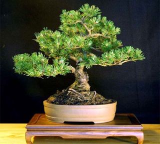 an example of a mature mugo pine bonsai the 2nd picture is an example