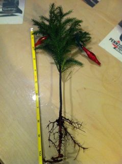 Norfolk Island Pine Indoor Christmas Tree Rooted Live Plant 10