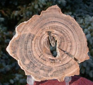 SiS PERFECT Wyoming Eden Valley Petrified Wood Round