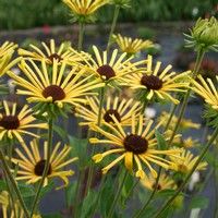 rudbeckia henry eilers very unusual selection obtained from a small