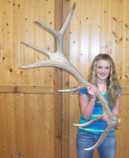Huge 7 point Elk Shed Antler Webbed antlers taxidermy deer western