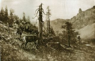 California Pit River Elk Big 1880s Photogravure Print