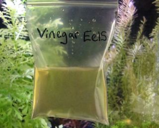 Vinegar Eel Live Fish Food Starter Culture