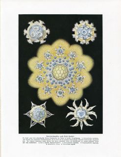 C1900 Ernst Haeckel Marine Radiolaria Antique Offset Lithograph Print