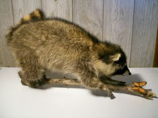 Raccoon Animal Exotic Taxidermy Full body Mount Fur Wooden Base