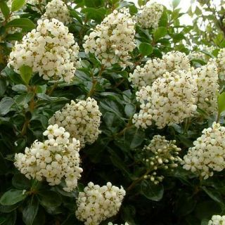 1X 2FT ESCALLONIA IVEYI WHITE RARE EVERGREEN PLANT SHRUB P9