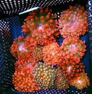 Rare Bubble Tip Anemone 3 Pack Live Coral WYSIWYG