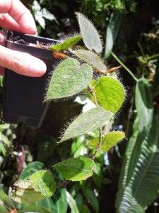hairy terarrium plant shingling ficus villosa