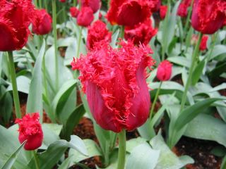  Gergiev Fringed Flower Bulbs Plant This Fall for May Blooms