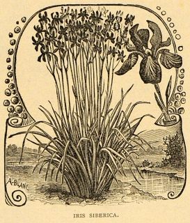 1892 Print Iris Siberica Flowers Art Siberian Plant   ORIGINAL