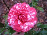 Bobbie Fain Variegated Camellia Japonica ( Starter plants ) 4 8 Tall