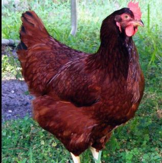 10 Treat Farms Rhode Island Red Chicken Hatching Eggs Sq