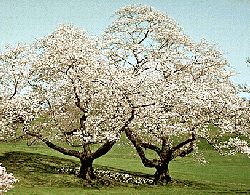  Cherry Trimmed 3 footer. Fast Growing Flowering Tree for Garden Shade