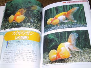 Fish Book Japanese Goldfish Ranchu Catalogue 1
