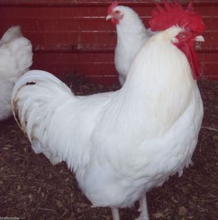 White Orpington Fertile Chicken Hatching Eggs 12 RARE
