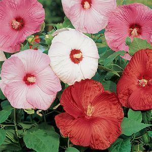 80 Hibiscus Disco Belle Mix Live Home & Garden Flower Plants