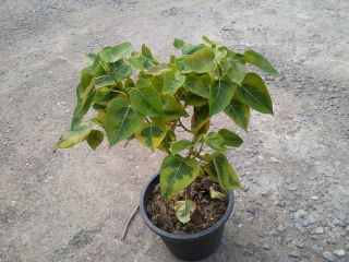 Ficus Religiosa Yellow Variegated RARE Tropical 1 Plant