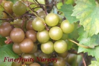 Self Fertile Welder Muscadine Grape Live Plant High Yield Very