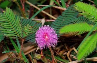 20 fresh mimosa pudica sensitive flower plant seeds