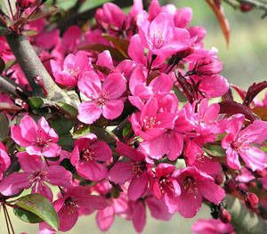 Prairifire Flowering Crabapple Tree