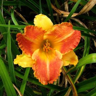 LOOK YONDER PINK DAYLILY  DF   LIVE PLANTS   PERENNIAL FLOWERS