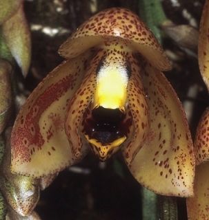 RARE Fragrant Acineta Beyrodtiana Orchid Species