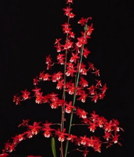 Wilsonara Finial Fire Red Clown Oncidium Orchid