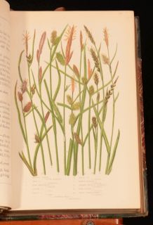 1873 6VOL The Flowering Plants Grasses and Ferns of Great Britain Anne