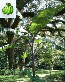 Musa Thai Black Banana Plant Fruit Tree Cold Zones 6 10