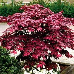 Acer Palmatum Red Japanese Maple Tree 2 3 ft Branched