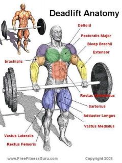  is the focal point of the book, the squat and the bench press