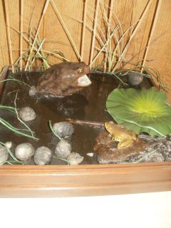 Frog Taxidermy Snapping Turtle Head Mount Reptile Habitat Base Water