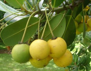 Beach Apricot Tree is a very ornamental tree with yellow green fruits.