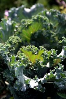 Organic Ragged Jack Kale Heirloom Vegetable Seeds