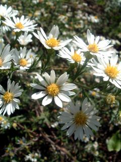 100 White Heath Aster Prairie Ericoides Flower Seeds