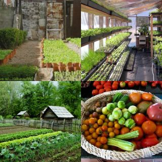 26 Heirloom Garden Vegetable Seed Survival Set Non GMO Hybrid Organic