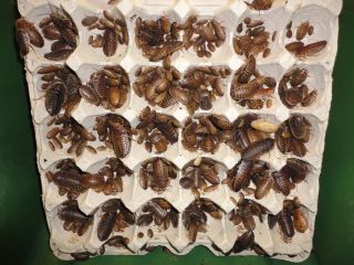 Dubia Roaches Live Reptile Food Dragon Gecko 200 Mixed