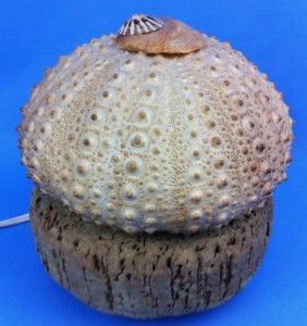  Anemone SEA Urchin SHELL Lamp Sm Table Lamp Night Light ~AwEsoME OOAK