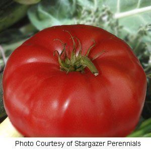 Italian Tree Tomato 30 Seeds Huge Fruit Most Productive