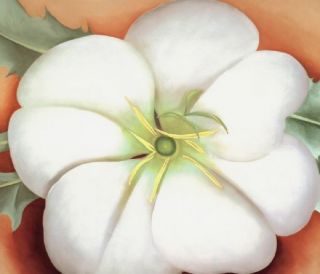 Georgia OKeeffe and The Calla Lily in American Art 1860 1940