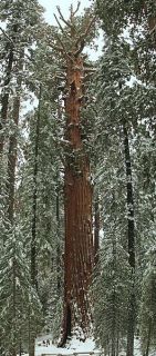 100 Giant Sequoia Tree Seeds Sierra Redwood Largest