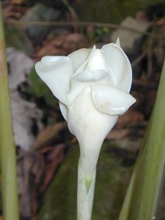 LIVE Viable Rare ~ WHITE TORCH ~ GINGER 25 Seeds Collectors Etlingera