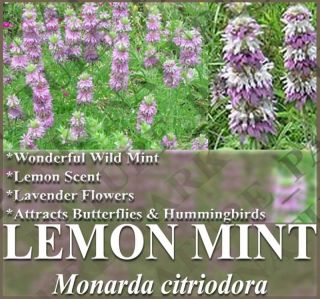 Lemon Mint Flower Herb Seeds NP Free Gift
