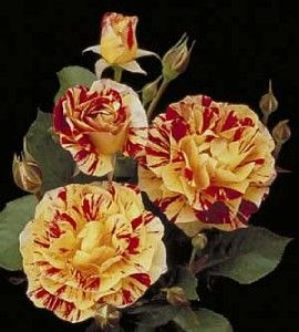 george burns floribunda rose bush