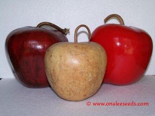 24 Apple Gourd Seeds Detailed Grow Dry Instr
