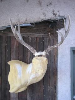  Deer Rack Antlers Whitetail Moose Elk Taxidermy Mount Sheds