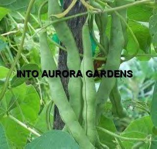 25 Green Garden Beans Kentucky Wonder Vegetable Seeds