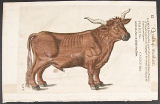 Gesner 1560 Framed Folio Woodcut Bull BOS 12