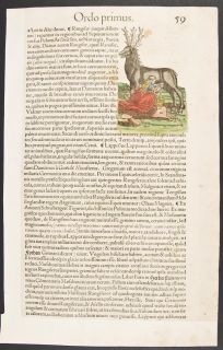 Gesner 1560 Framed Folio Woodcut Rhinocerus 60