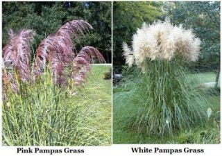 Pink White Pampas Grass Seeds Over 200 Seeds